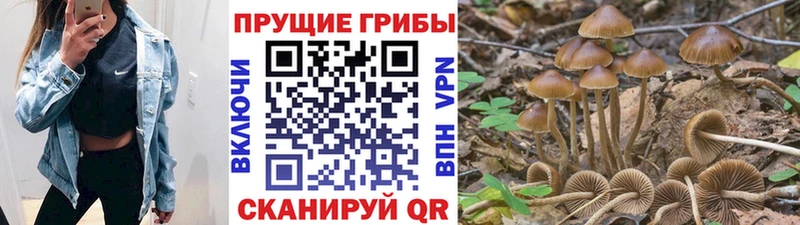 ОМГ ОМГ онион Петрозаводск Галлюциногенные грибы Psilocybine cubensis
